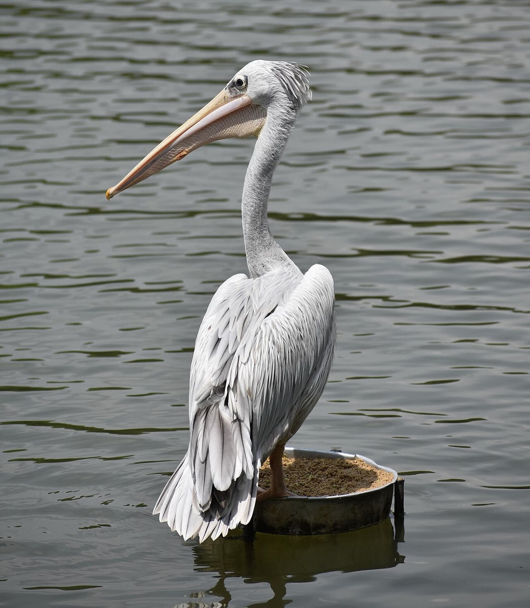 Gambar 2 Taman Wetland Putrajaya Awam