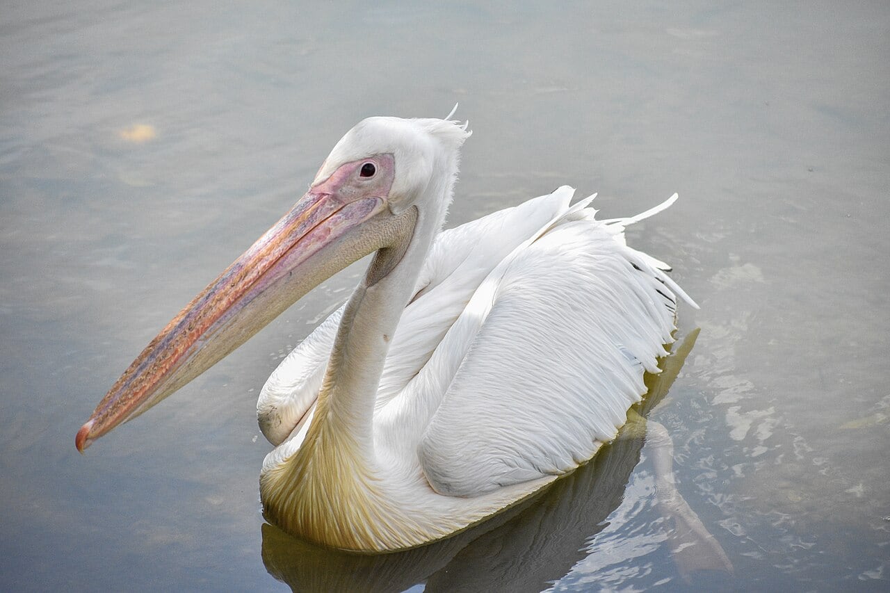Gambar 3 Taman Wetland Putrajaya Awam