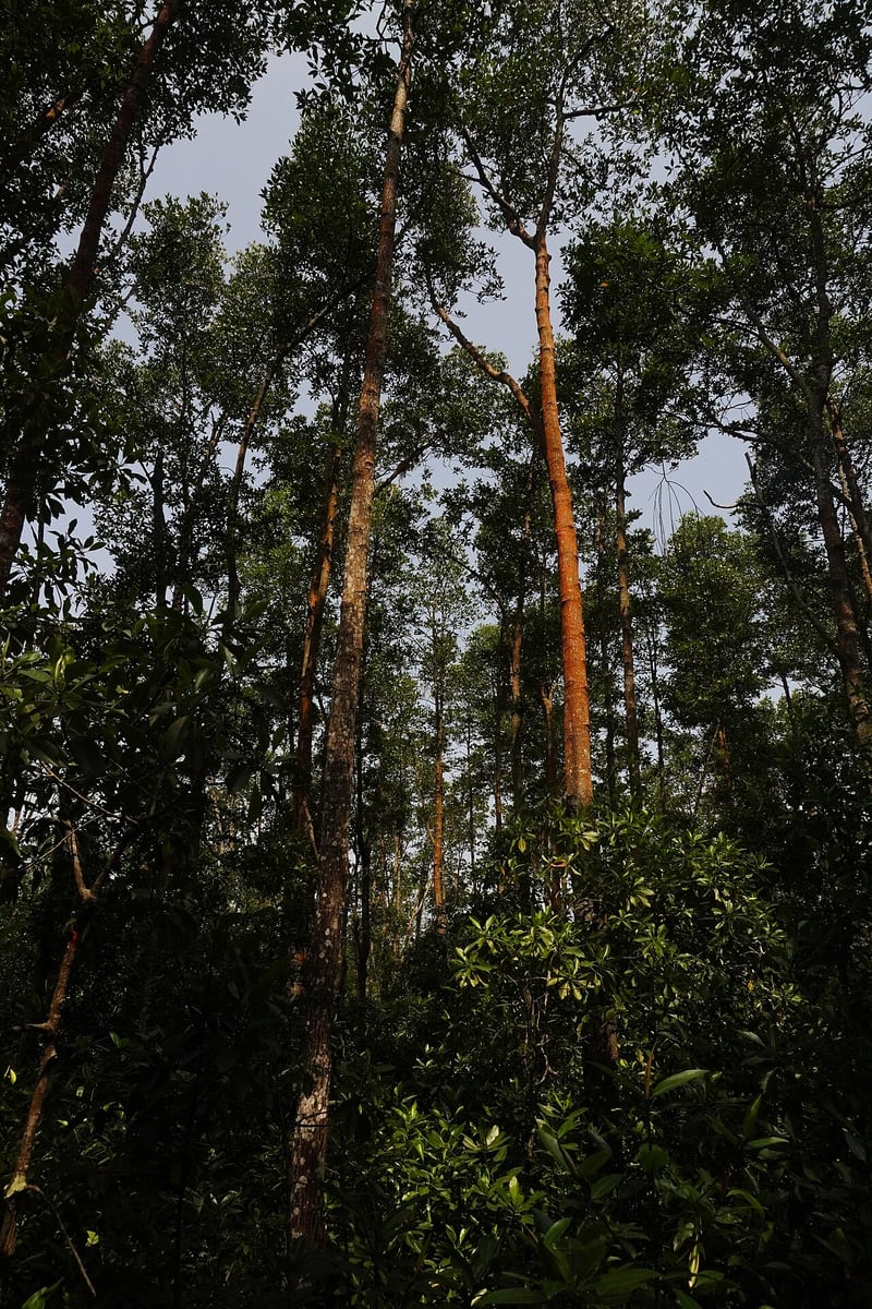 Gambar 2 Tanjung Piai National Park