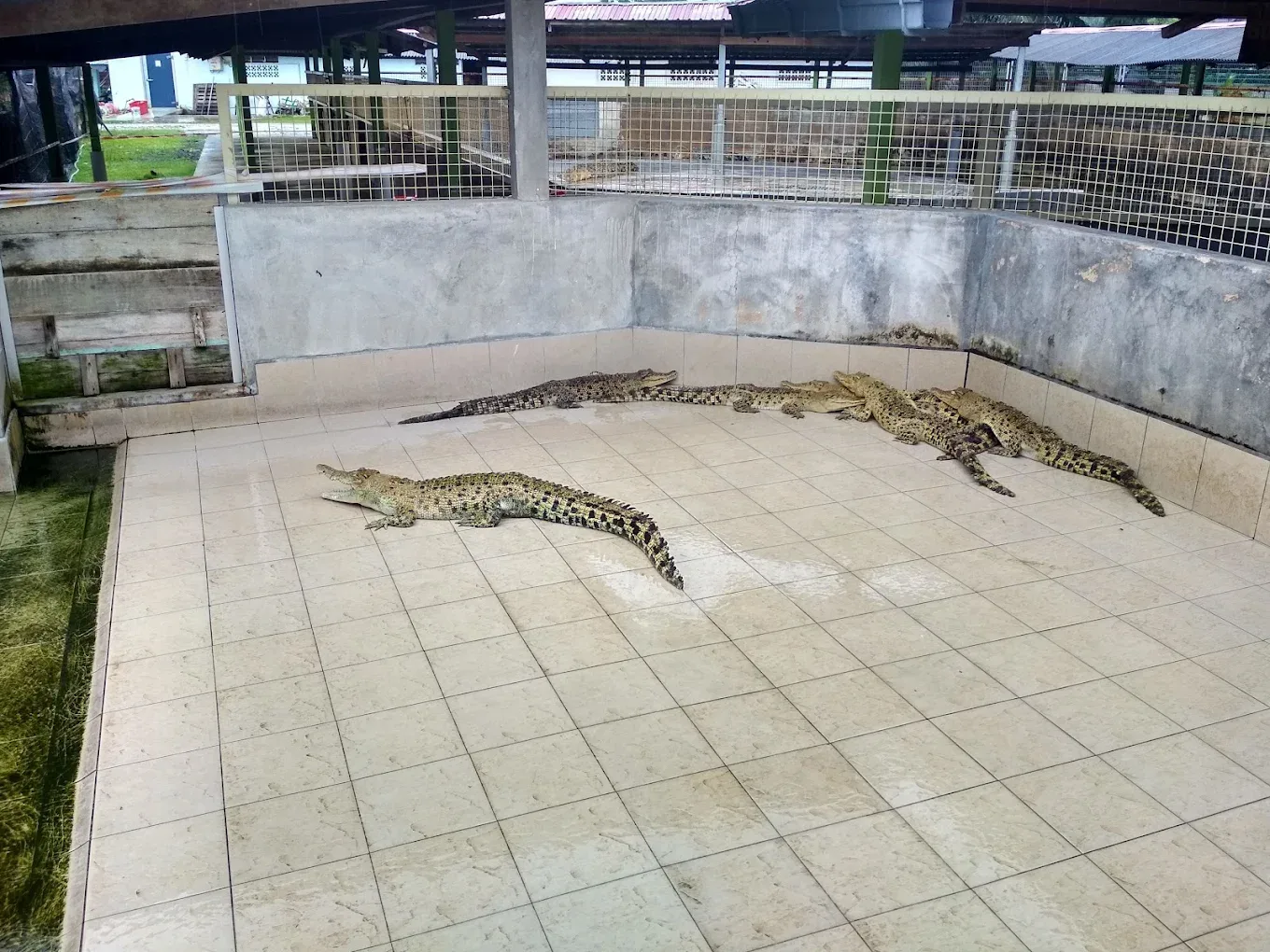 Teluk Sengat Crocodile Farm — foto sebenar 2