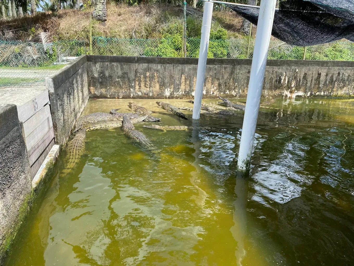 Teluk Sengat Crocodile Farm — foto sebenar 3
