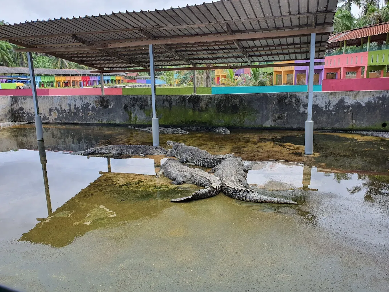 Teluk Sengat Crocodile Farm — foto sebenar 4