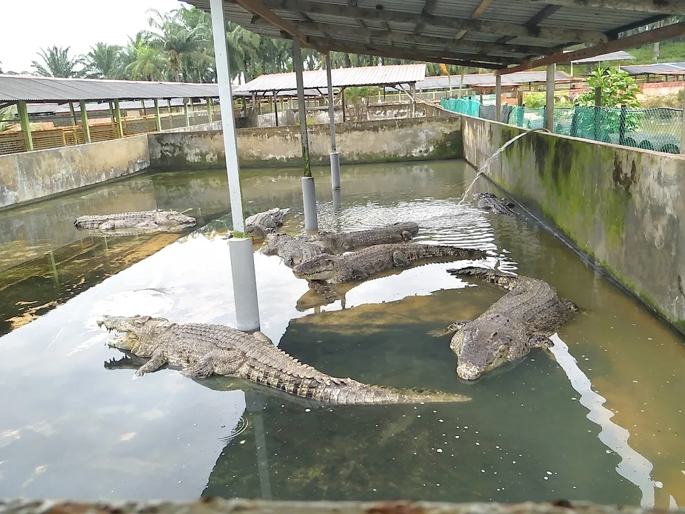 Teluk Sengat Crocodile Farm — foto sebenar 6