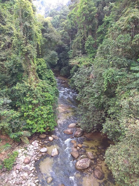 Gambar 2 Tree Top Walk Sungai Sedim