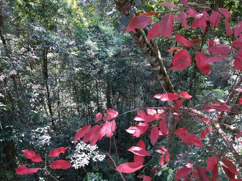 Gambar 3 Tree Top Walk Sungai Sedim