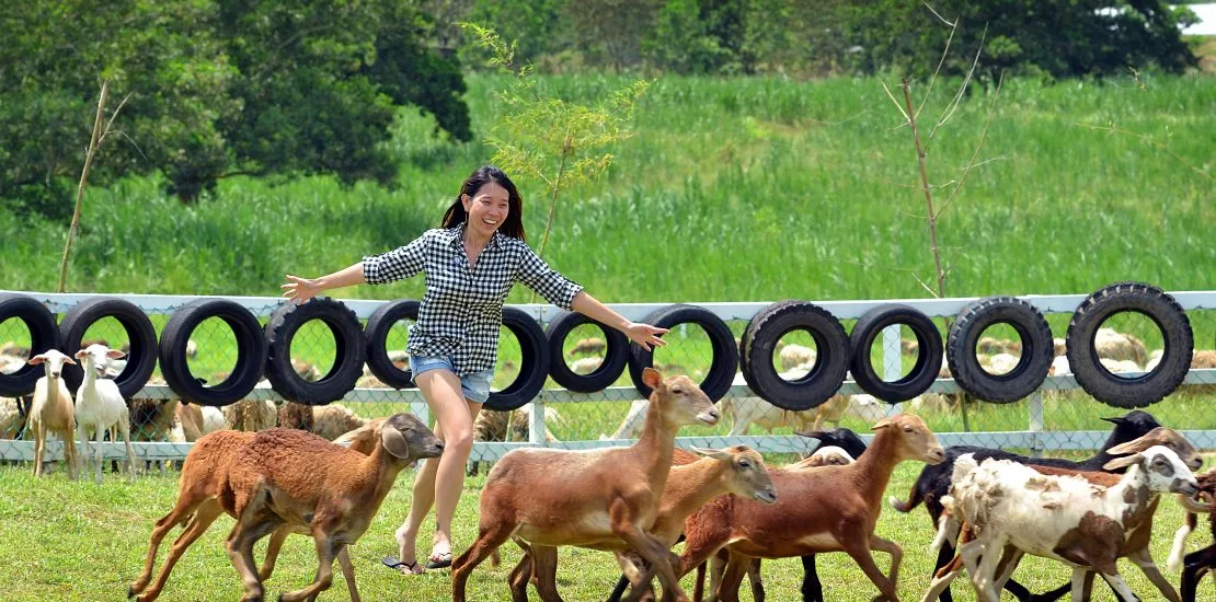 UK Farm Agro Resort — foto sebenar 5