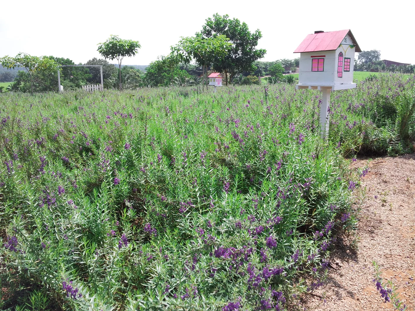UK Farm Agro Resort — foto sebenar 7