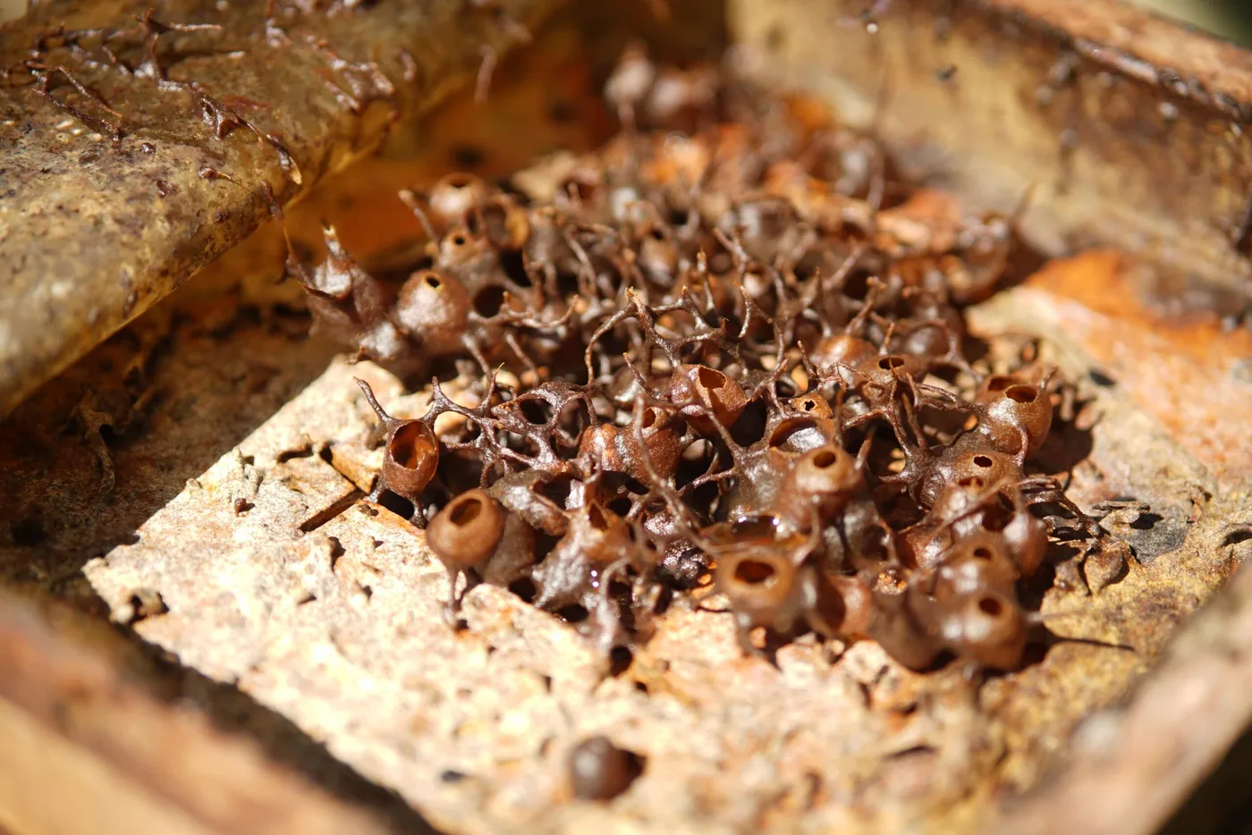 Uncle Tan Bee Farm — foto sebenar 2